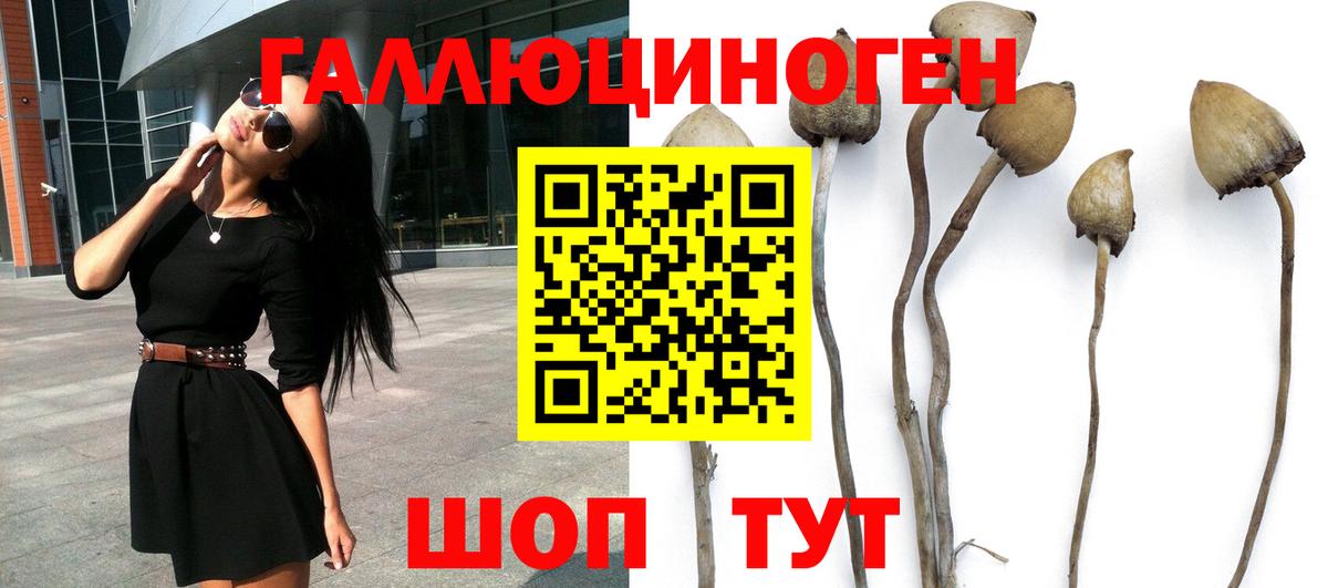 Новошахтинск  Псилоцибиновые грибы мицелий  Псилоцибиновые грибы прущие грибы  Вход с VPN 